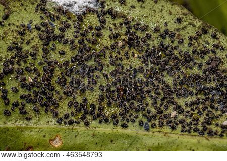 Citrus Black Fly Insect Of The Species Aleurocanthus Woglumi