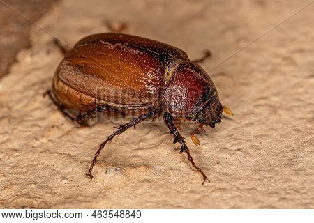 Adult June Beetle Of The Subfamily Melolonthinae