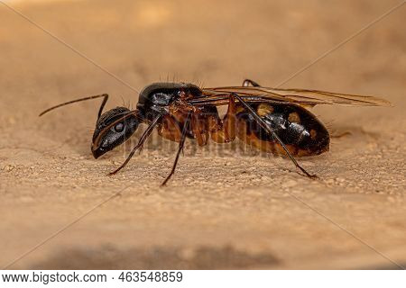 Adult Female Carpenter Queen Ant Of The Genus Camponotus