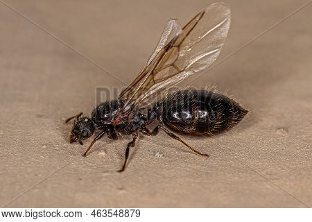 Adult Female Cocktail Ant Of The Genus Crematogaster