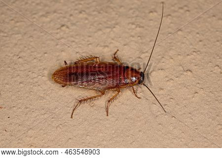 Adult Wood Cockroach Of The Family Ectobiidae