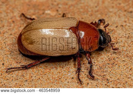 Adult Brown Scarab Of The Species Cyclocephala Melanocephala