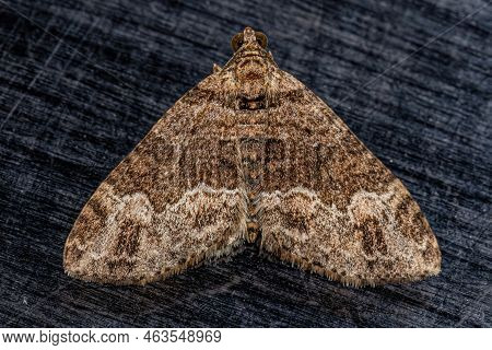 Adult Carpet Moth Of The Subfamily Larentiinae