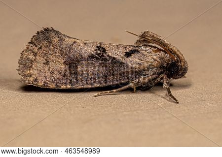 Adult Grass Tubeworm Moth Of The Genus Acrolophus