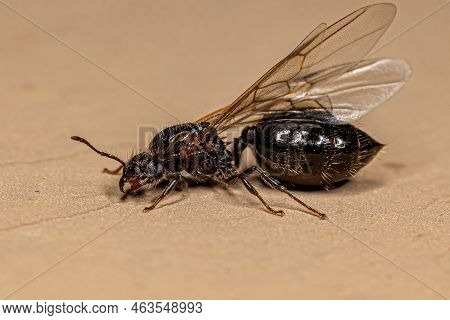 Adult Female Cocktail Ant Of The Genus Crematogaster
