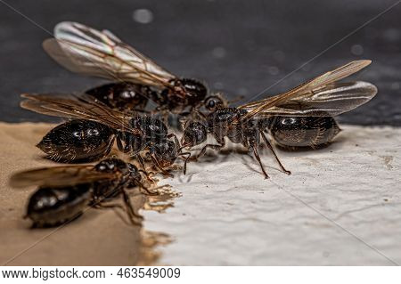 Adult Female Cocktail Ant Of The Genus Crematogaster