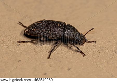 Adult Darkling Beetle Of The Tribe Epitragini
