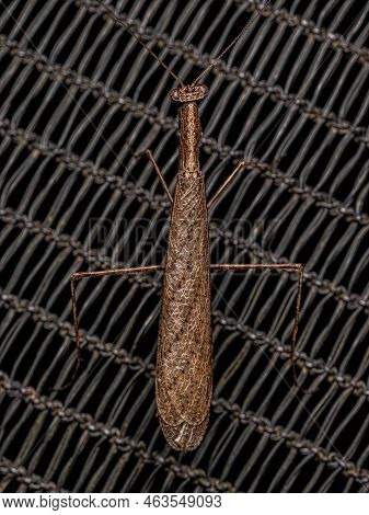 Adult Thespid Mantis Of The Family Thespidae
