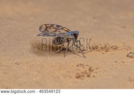 Adult Small Planthopper Of The Family Cixiidae
