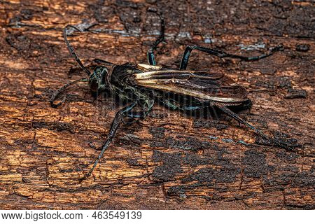Adult Tarantula Hawk Wasp Of The Genus Pepsis