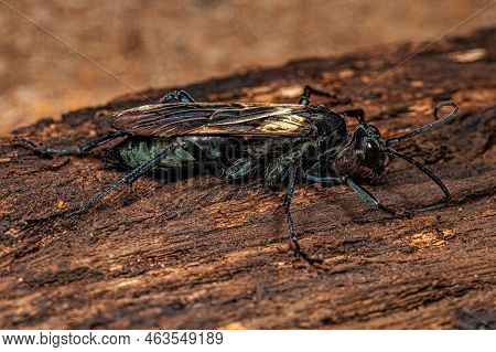 Adult Tarantula Hawk Wasp Of The Genus Pepsis