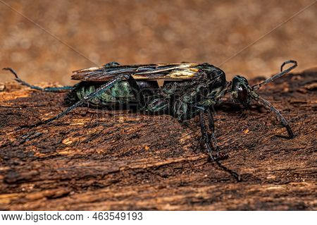 Adult Tarantula Hawk Wasp Of The Genus Pepsis
