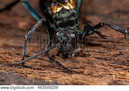 Adult Tarantula Hawk Wasp Of The Genus Pepsis