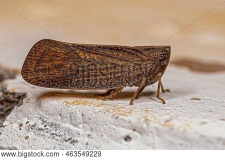 Adult Nogodinid Planthopper Insect Of The Genus Bladina