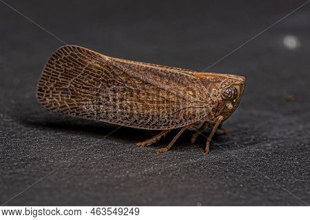 Adult Nogodinid Planthopper Insect Of The Genus Bladina