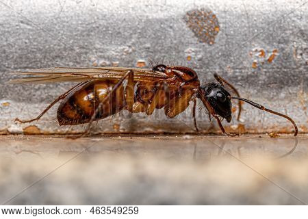 Adult Female Carpenter Queen Ant Of The Genus Camponotus