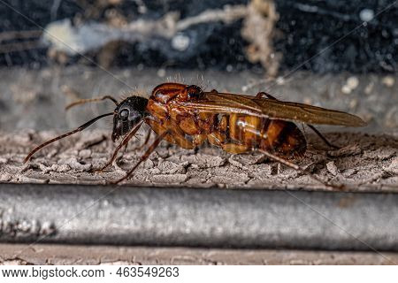 Adult Female Carpenter Queen Ant Of The Genus Camponotus