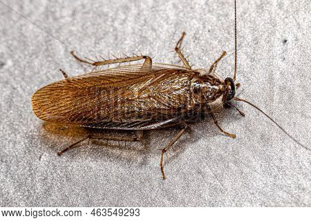 Adult Wood Cockroach Of The Family Ectobiidae