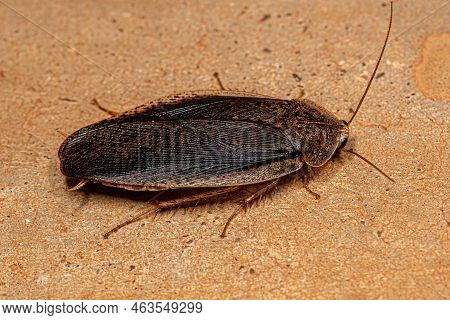 Adult Giant Cockroach Of The Genus Epilampra