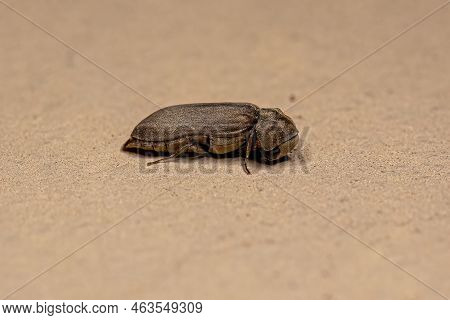 Adult Beetle Insect Of The Family Ptinidae