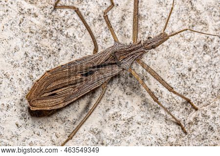 Adult Assassin Bug Of The Genus Stenopoda