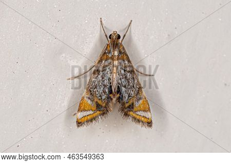 Adult Crambid Moth Of The Family Crambidae