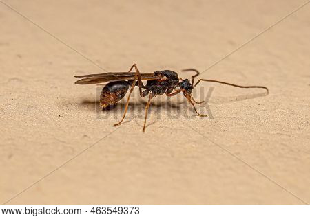 Male Adult Myrmicine Ant Of The Subfamily Myrmicinae