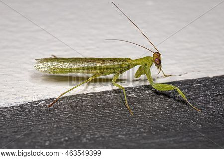 Adult Acontistid Mantis Of The Genus Metaphotina