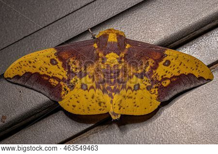 Adult Imperial Moth Of The Genus Eacles
