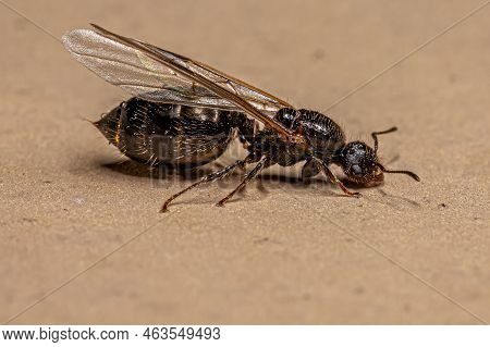 Adult Female Cocktail Ant Of The Genus Crematogaster