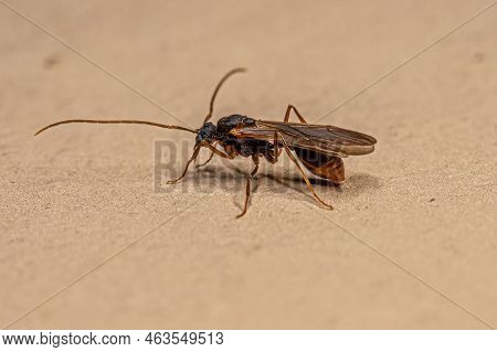 Male Adult Myrmicine Ant Of The Subfamily Myrmicinae