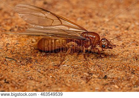 Adult Female Winged Thief Queen Ant Of The Genus Carebara