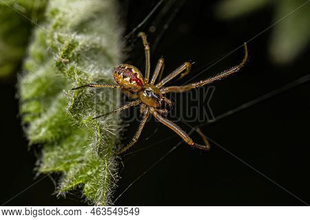 Small Male Cobweb Spider Of The Family Theridiidae