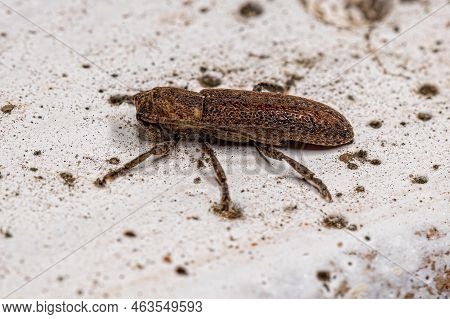 Adult Longhorn Beetle Of The Genus Adetus