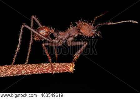 Adult Atta Leaf-cutter Ant Of The Genus Atta