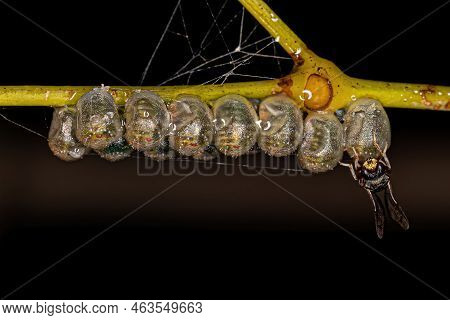 Adult Chalcidoid Wasp Of The Genus Neorileya Parasitizing Stink Bug Eggs