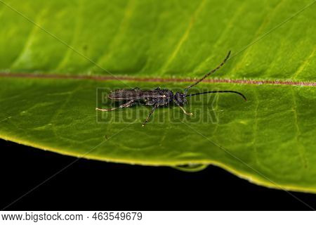 Male Adult Myrmicine Ant Of The Subfamily Myrmicinae