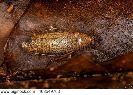 Adult Wood Cockroach Of The Family Ectobiidae