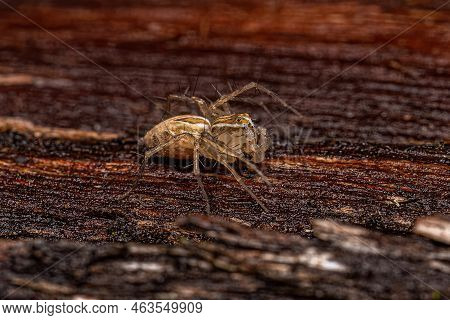 Female Striped Lynx Spider Of The Genus Oxyopes