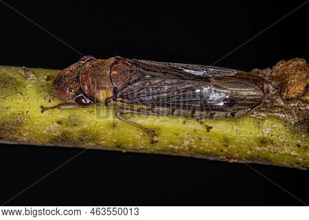 Adult Typical Leafhopper Of The Tribe Proconiini