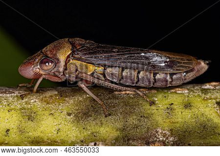 Adult Typical Leafhopper Of The Tribe Proconiini