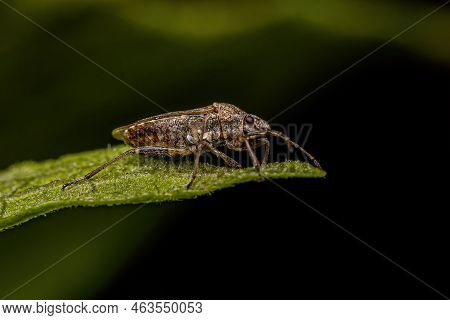 Adult Seed Bug Of The Subfamily Orsillinae