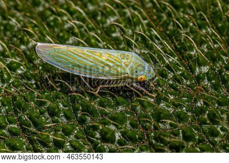 Adult Typical Leafhopper Of The Tribe Gyponini
