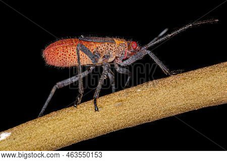 Soapberry Bug Nymph Of The Genus Jadera