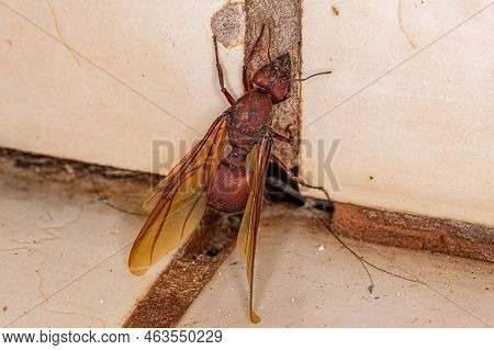 Adult Female Winged Atta Leaf-cutter Queen Ant Of The Genus Atta