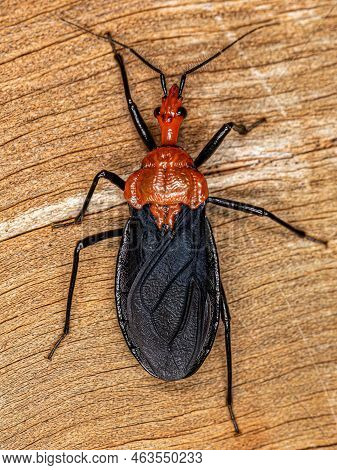 Adult Millipede Assassin Bug Of The Genus Pothea
