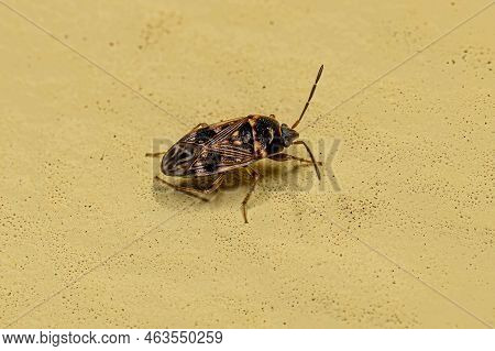 Adult Dirt-colored Seed Bug Of The Subfamily Rhyparochrominae