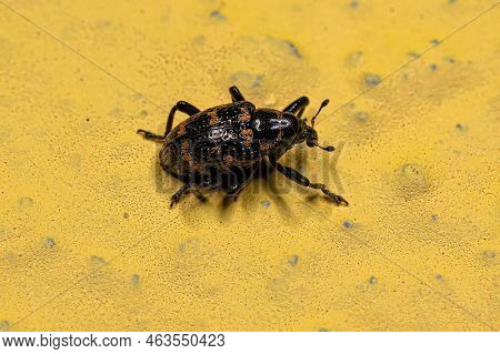 Adult True Weevil Of The Species Tyloderma Fasciatum