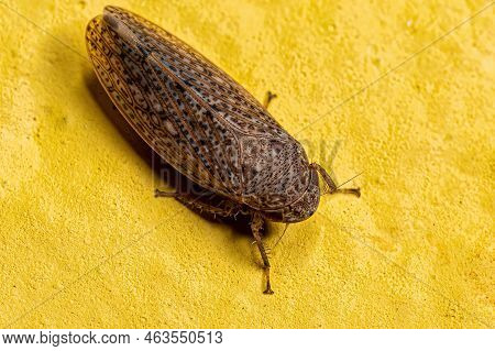 Small Typical Leafhopper Of The Tribe Gyponini
