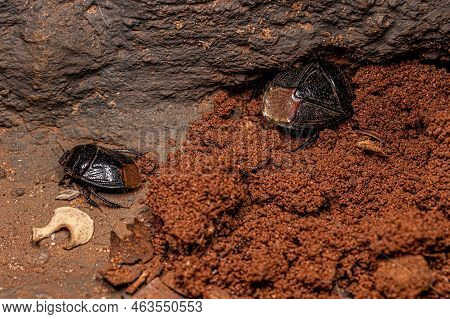 Adult Burrowing Bug Of The Family Cydnidae